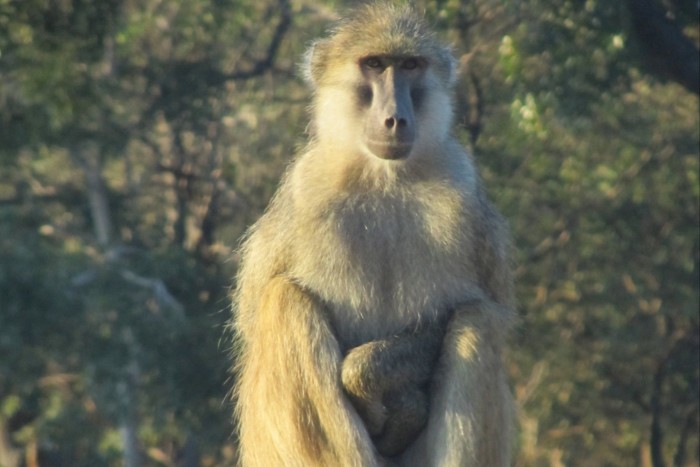 An adult male baboon in Zambia