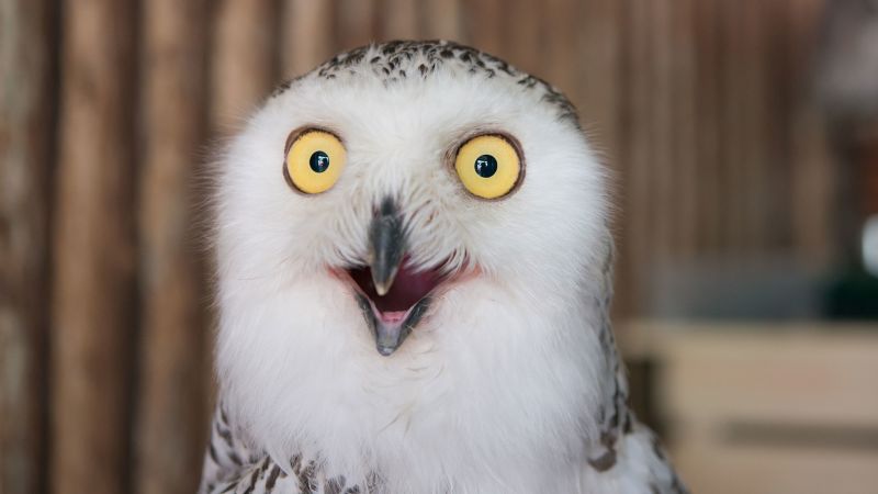 Superb Owl Meme: Owl Photos Are Flooding The Internet Before The Super Bowl |  Cnn